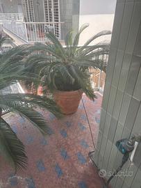Cycas