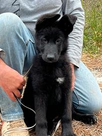 Pastore tedesco cucciola
