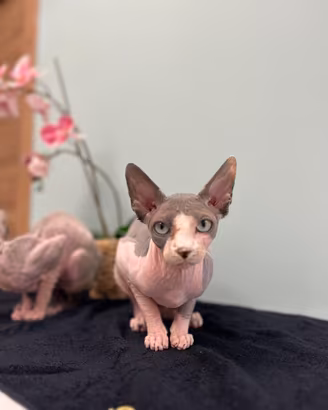 Monte gatto Sphynx