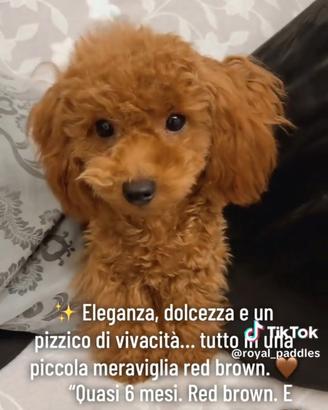 Barboncina miny Toy res