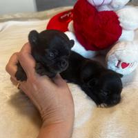 Cicciolo di chihuahua femmina