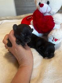 Cicciolo di chihuahua femmina