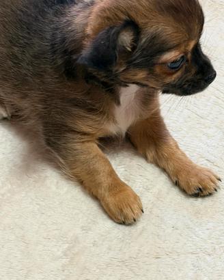 Disponibile cucciolo di chihuahua