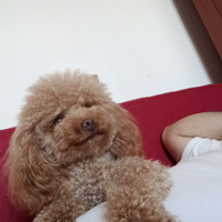 Barboncino Toy