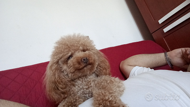 Barboncino Toy