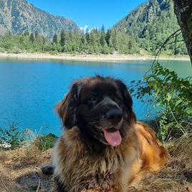 Cuccioli di Leonberger