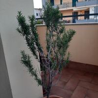pianta di rosmarino (la consegna a mano con accord