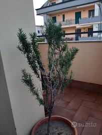 pianta di rosmarino (la consegna a mano con accord