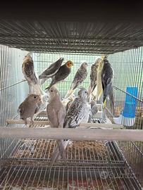 Calopsite pappagalli