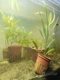 Hygrophila Corymboss - Pianta D Acquario 