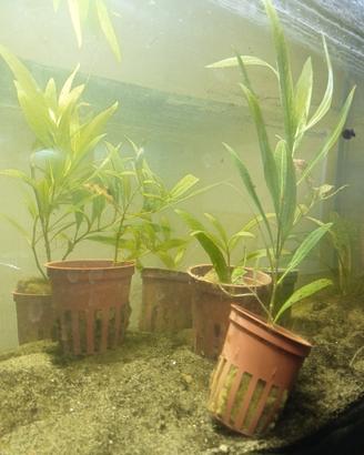 Hygrophila Corymboss - Pianta D Acquario 