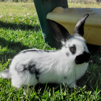 Conigli giganti incrocio Papillon e Fiandre