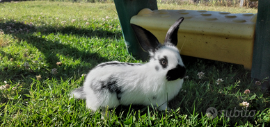 Conigli giganti incrocio Papillon e Fiandre