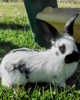 Conigli giganti incrocio Papillon e Fiandre