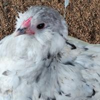 Galline ornamentali in Purezza