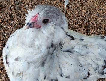 Galline ornamentali in Purezza
