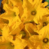 Fiori di zucca
