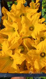 Fiori di zucca