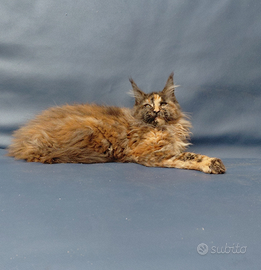 Femmina maine coon