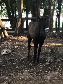 Puledri pony di Esperia