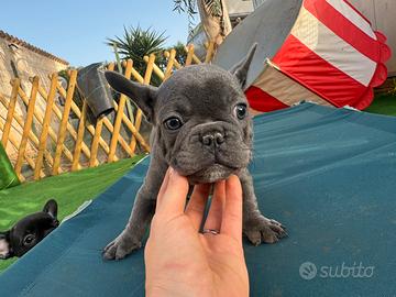 Bulldog francese maschio blue