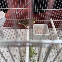 Canarina Spagnolina + Gabbia