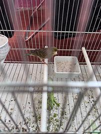 Canarina Spagnolina + Gabbia