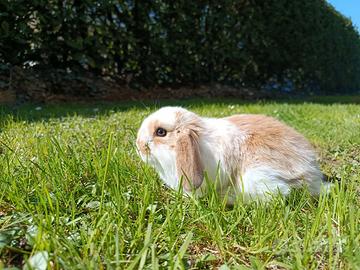 Coniglio ariete nano