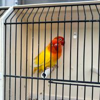 Agapornis Fischer opalini e comuni