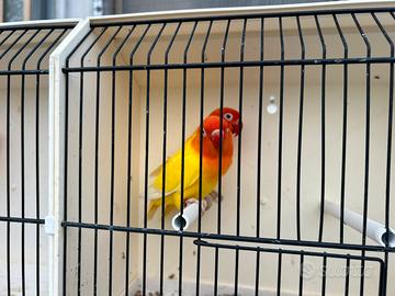 Agapornis Fischer opalini e comuni