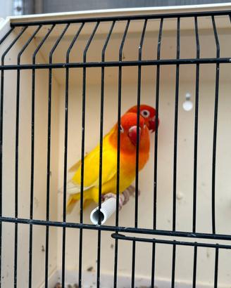 Agapornis Fischer opalini e comuni