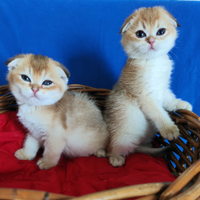 Gattini Scottish fold pedigree ENFI