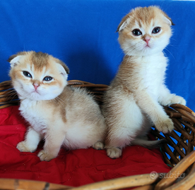 Gattini Scottish fold pedigree ENFI