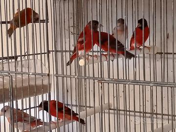 Cardinalini del Venezuela
