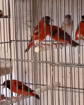 Cardinalini del Venezuela