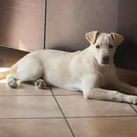 Simba, 3 mesi e 1/2 , mix labrador in adozione