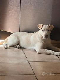 Simba, 3 mesi e 1/2 , mix labrador in adozione