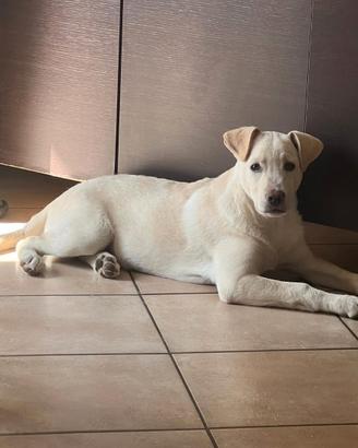 Simba, 3 mesi e 1/2 , mix labrador in adozione