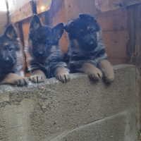 Cuccioli di pastore tedesco