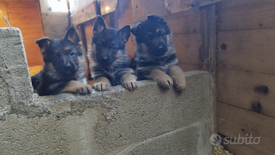 Cuccioli di pastore tedesco