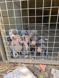 Cuccioli pit bull
