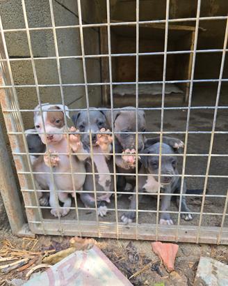 Cuccioli pit bull