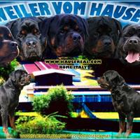 Cuccioli di ROTTWEILER con pedigree ENCI