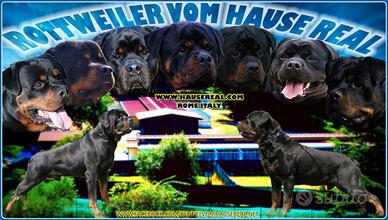 Cuccioli di ROTTWEILER con pedigree ENCI