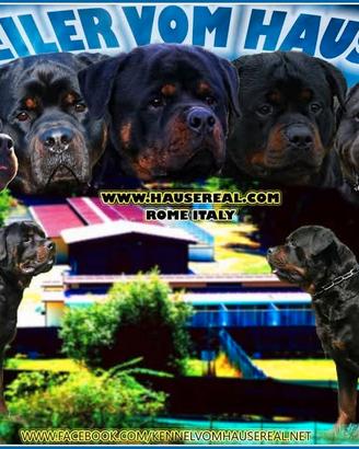 Cuccioli di ROTTWEILER con pedigree ENCI