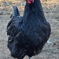 Amrock - australorp -Bionda Piemontese