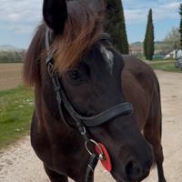 Pony 135 per Mg Mouted Games