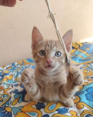 Gattini di appena 2 mesi