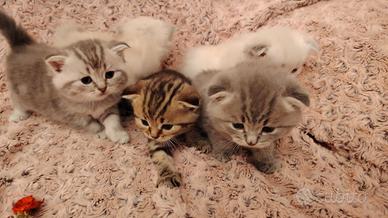 Gattini Scottish Fold e Straight