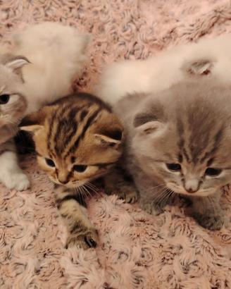Gattini Scottish Fold e Straight